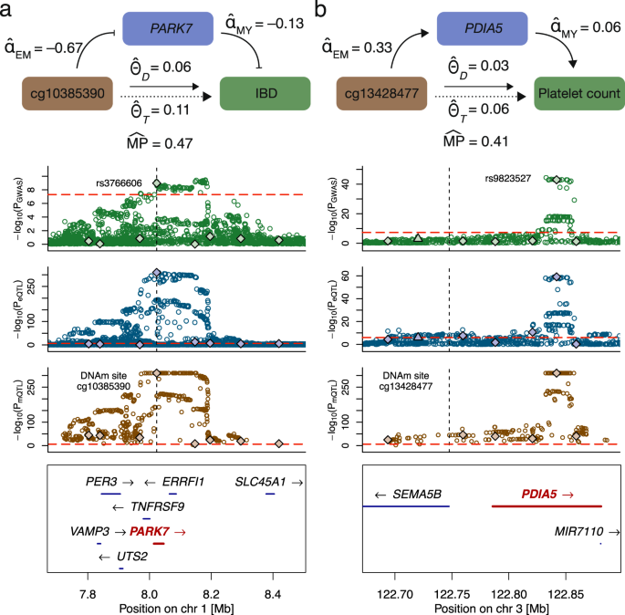 Fig. 5: Plausible DNAm-transcript-trait regulatory mechanisms.