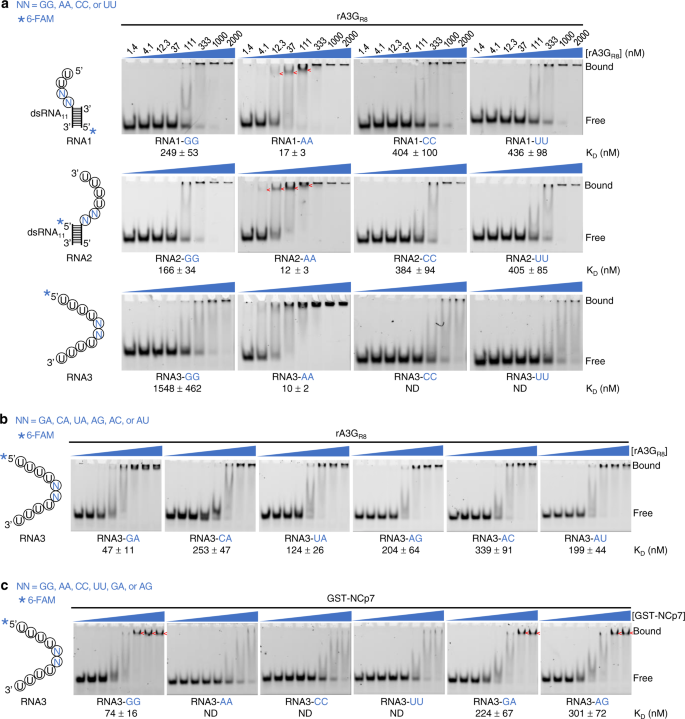 Fig. 1: rA3GR8 and GST-NCp7 binding to various synthesized RNA molecules visualized by electrophoretic mobility shift assay (EMSA).