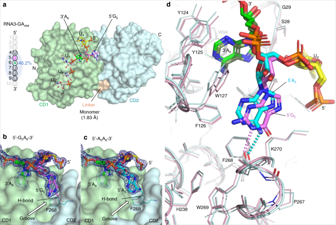Fig. 5: Co-crystal structure of RNA3-GAxtal in complex with rA3GR8/E259A (PDB ID: 8EDJ) and comparison of the sequence motifs 5′-G5A6-3′ and 5′-A5A6-3′ bound to the pocket and the groove on the rA3G surface.