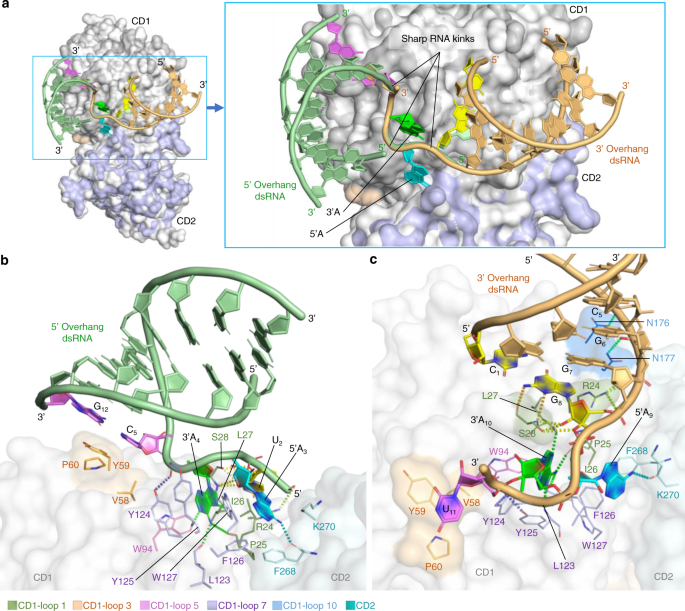 Fig. 6: Surface and stick representations of rA3G in complex with 5′- or 3′-overhang dsRNA (PDB ID: 7UU5 and 7UU3).