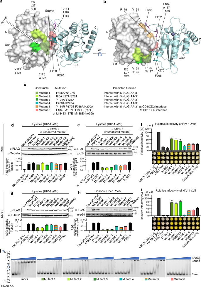 Fig. 7: Test of virion packaging and antiviral activity of rA3G and hA3G mutants designed to disrupt the binding to AA dinucleotide RNA.