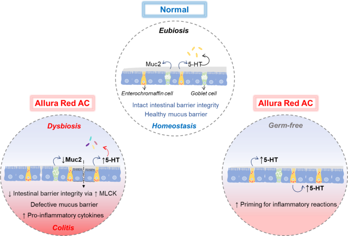 Chronic exposure to synthetic food colorant Allura Red AC promotes