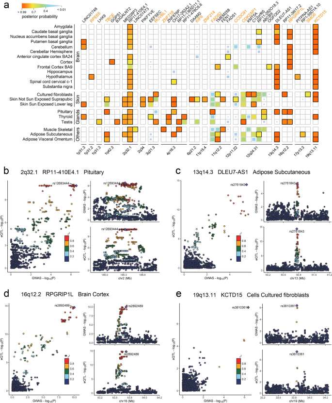 Fig. 7: Colocalization analysis of C-GWAS significant findings.