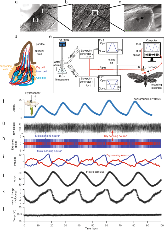 Fig. 2: Moth antennal hygrosensory neurons respond to the range of floral humidity presented by Datura flowers.