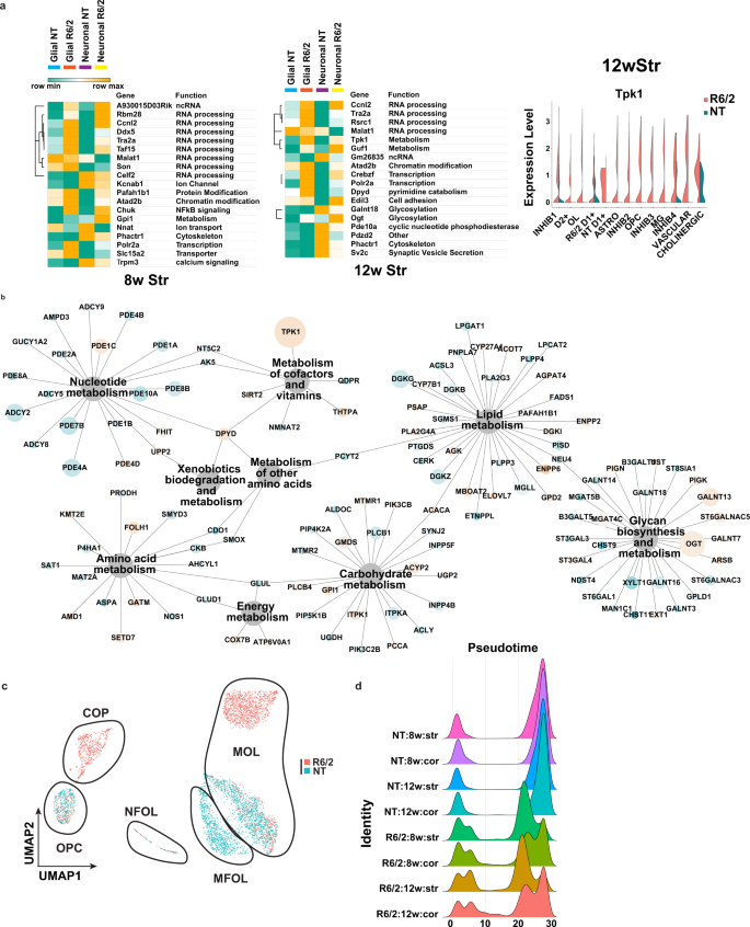 Fig. 2: Analysis of differentially expressed genes in R6/2 mice and subclustered analysis of OPCs and OL.
