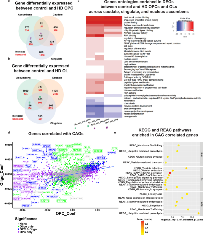 Fig. 6: Differential gene expression analysis of HD and control OPCs and OLs.