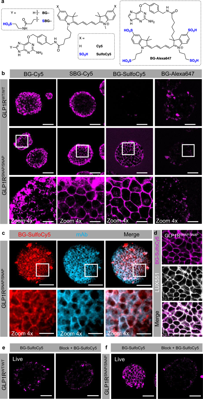 endogenous glp 1 Revealing the tissue-level complexity of endogenous glucagon-like peptide-1  receptor expression and signaling