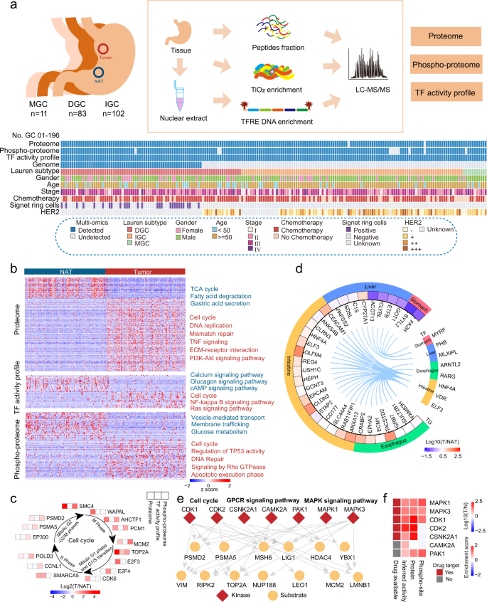 Fig. 1: Multilevel proteomic atlas of human GC samples.