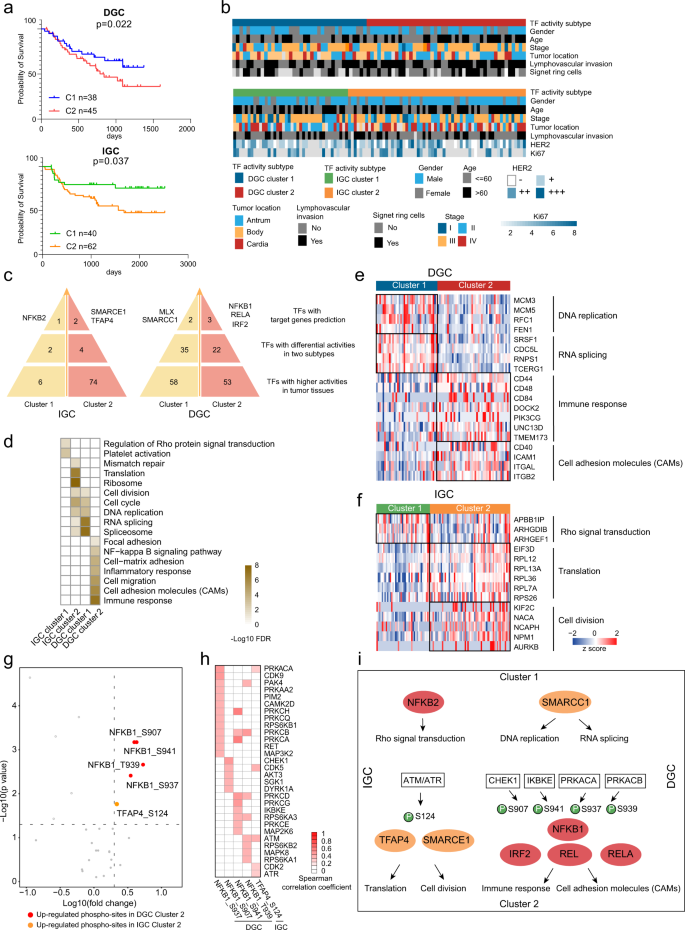 Fig. 5: DGC and IGC subtypes based on TF activity profiles.