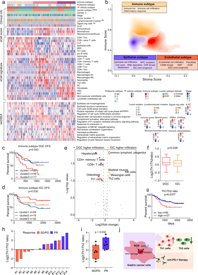 Fig. 7: Characterization of immune infiltration in GC.