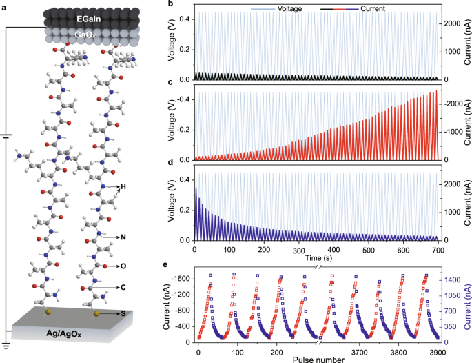 Fig. 1: Molecular synapse architecture and dynamic current–voltage characteristics.