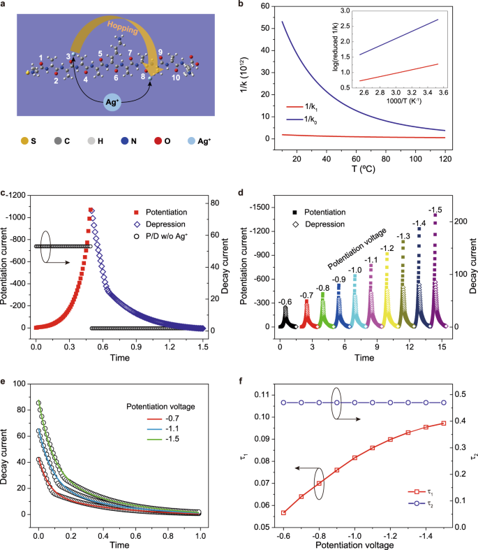 Fig. 3: Modeling of the molecular synapse.