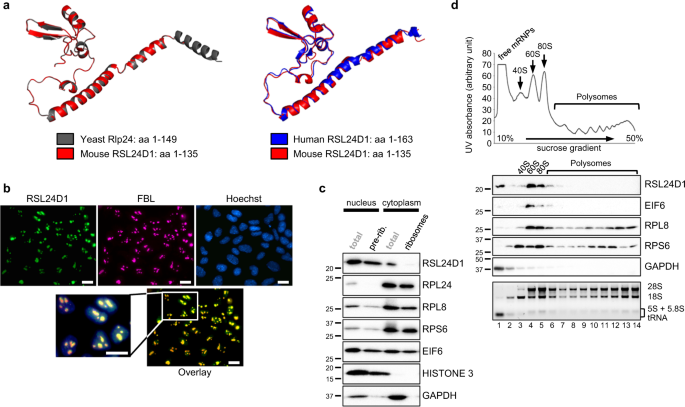 Fig. 2: RSL24D1 is associated with pre-60S subunits in mouse ESCs.