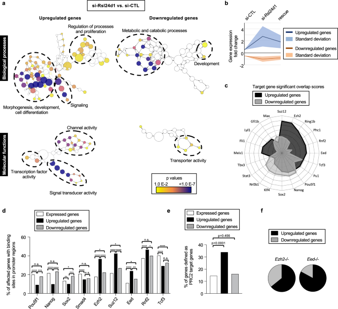 Fig. 4: RSL24D1 is required to maintain the regulation of pluripotency and differentiation transcriptional programs.