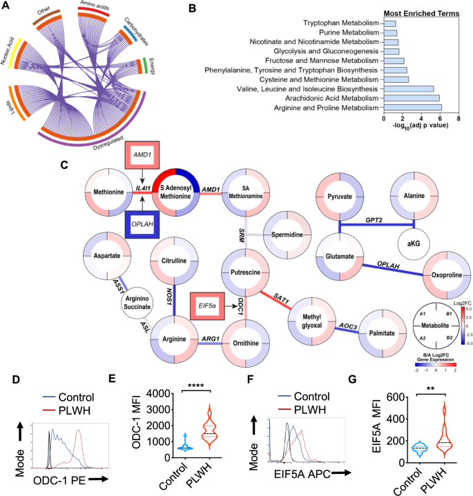 Polyamine metabolism impacts T cell dysfunction in the oral mucosa of  people living with HIV