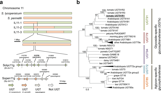 Fig. 2: Genetic and phylogenetic tree analyses of glycosyltransferases located in overlap region of S. pennellii chromosome segment between IL11-1 and IL11-2.