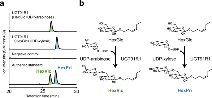 Fig. 3: Biochemical characterization of tomato UGT91R1.