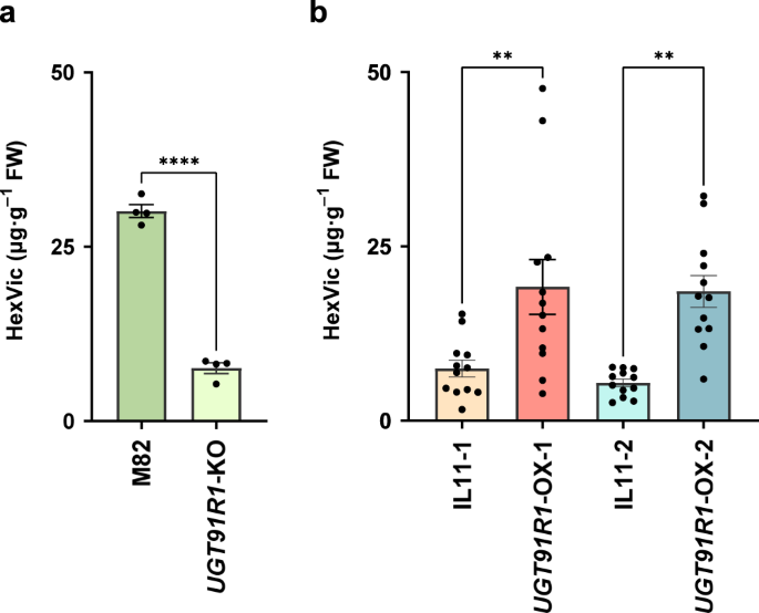 Fig. 4: Metabolic changes in UGT91R1-knockout and -overexpressed tomatoes.