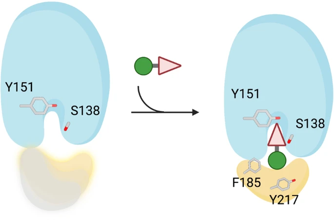 Figure from: Small molecule inhibitors of 15-PGDH exploit a physiologic induced-fit closing system