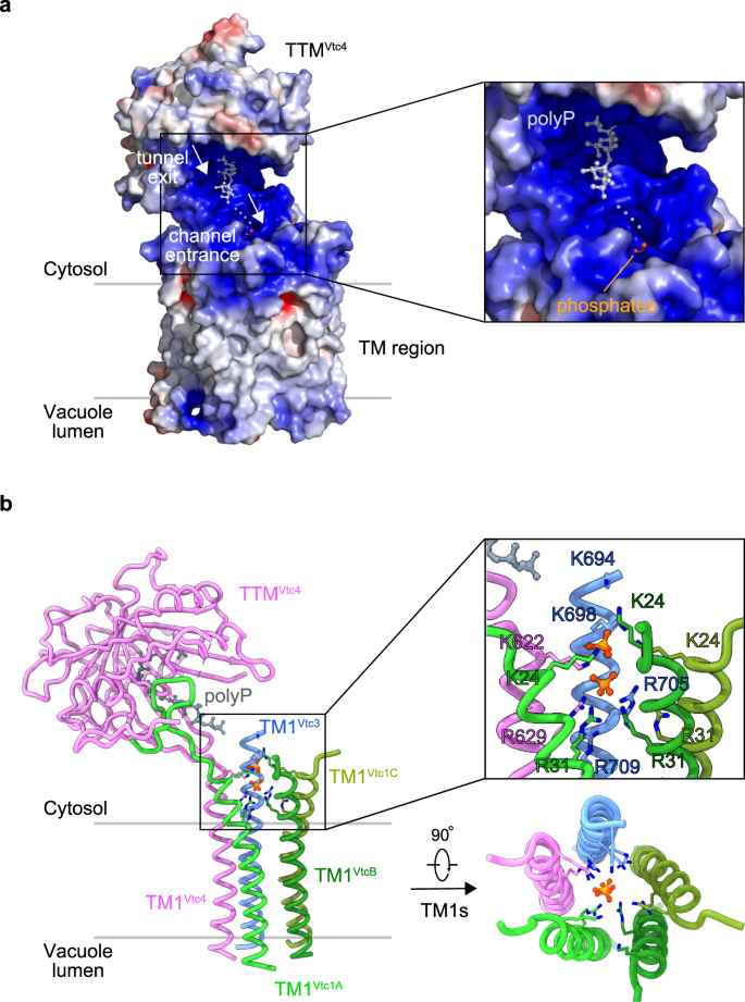 The cytoplasmic synthesis and coupled membrane translocation of