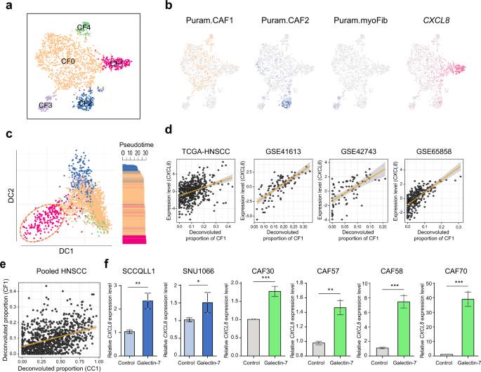 Fig. 5: CXCL8-expressing CAFs aggravate HNSCC progression.