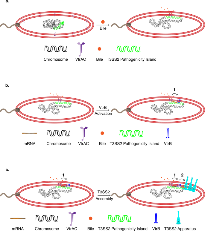 Membrane-localized expression, production and assembly of Vibrio  parahaemolyticus T3SS2 provides evidence for transertion | Nature  Communications