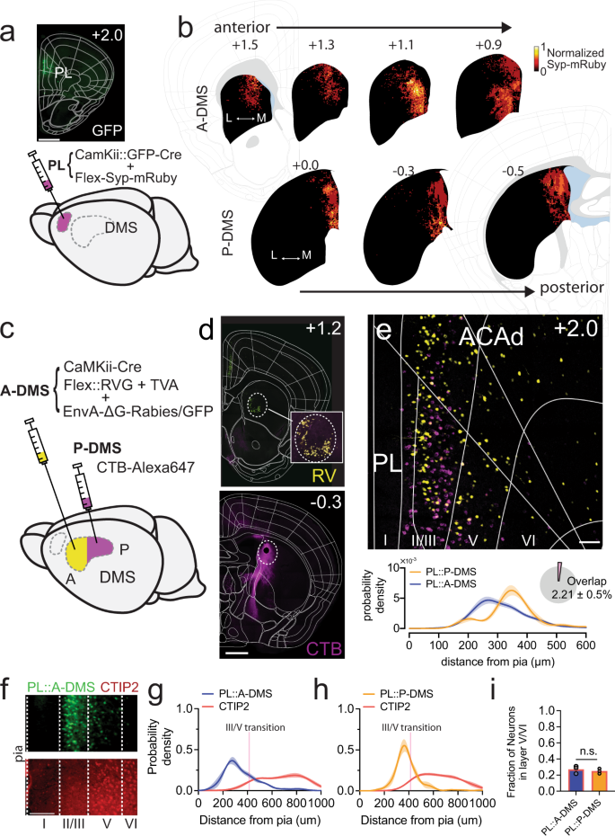Fig. 1: Distinct PL neuron populations defined by anterior/posterior dorsomedial striatal (DMS) target.