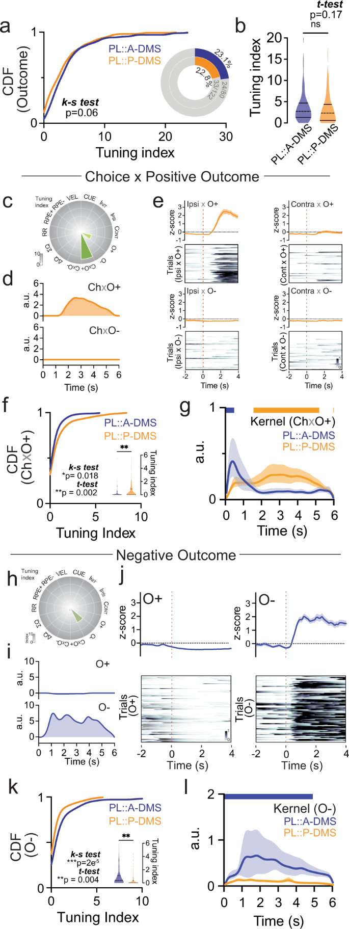 Fig. 6: Divergent encoding of outcome by PL::DMS pathways.
