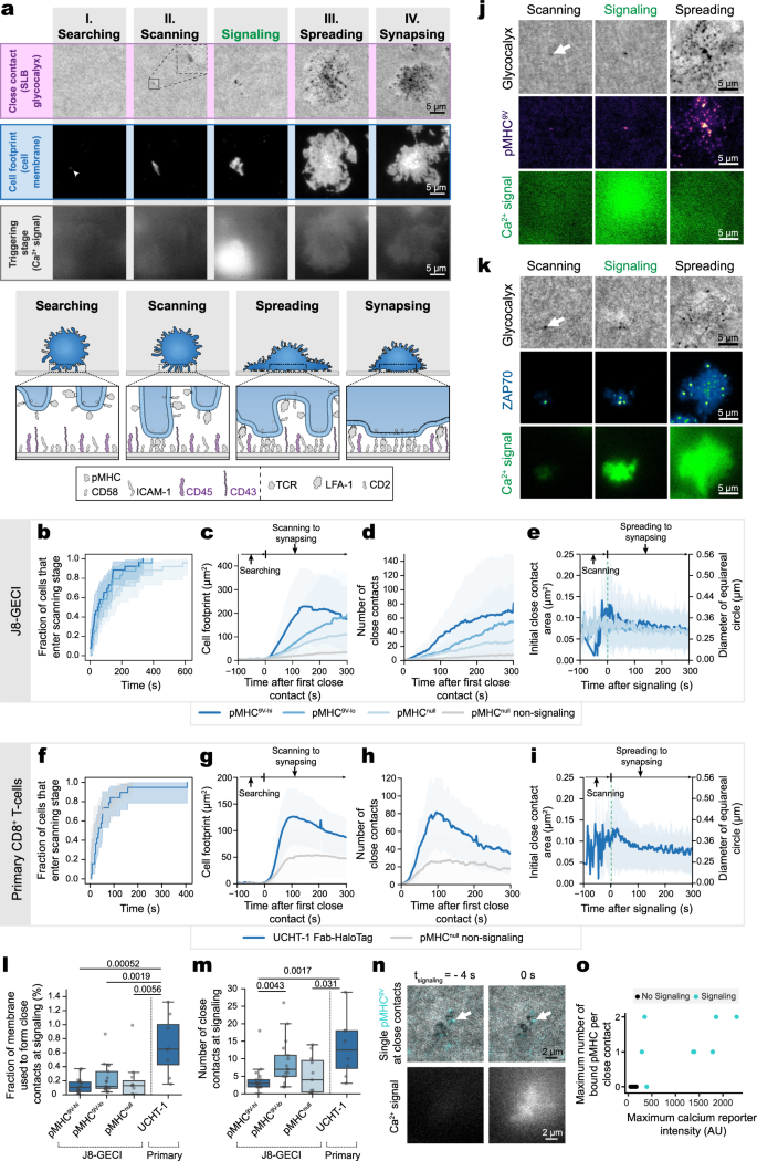Antigen discrimination by T cells relies on size-constrained microvillar  contact | Nature Communications