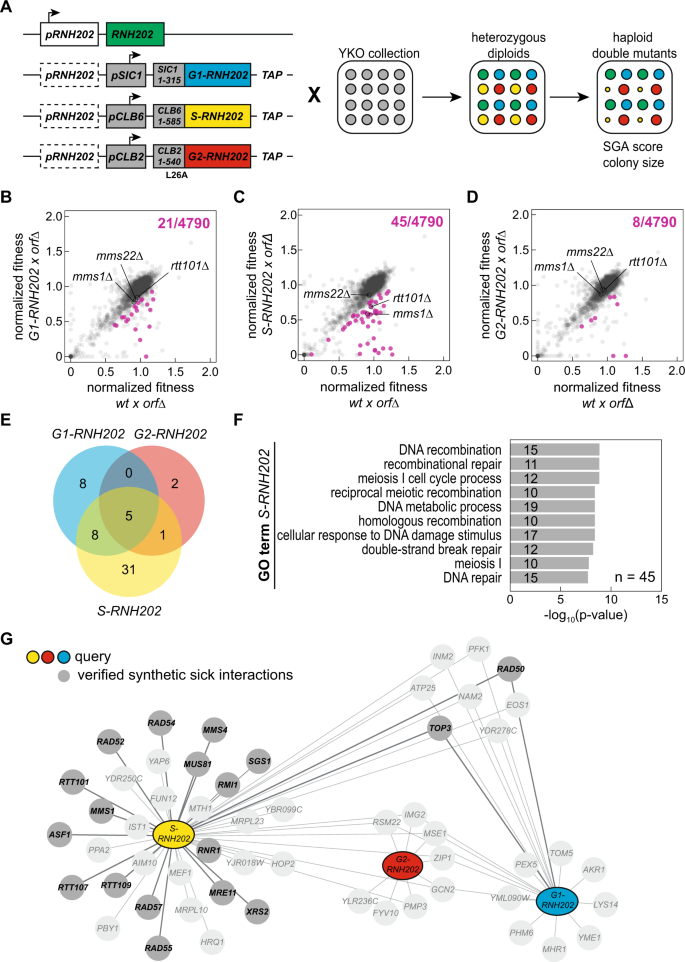 Fig. 1: SGA screen identifies network of genes required for rNMP-derived lesion tolerance in S phase.