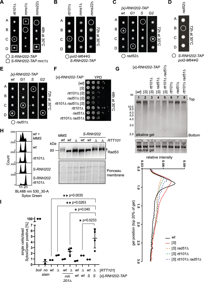 Fig. 2: Rtt101, histone modifiers and HDR factors promote cell viability when genomic rNMPs are hydrolyzed in S phase.