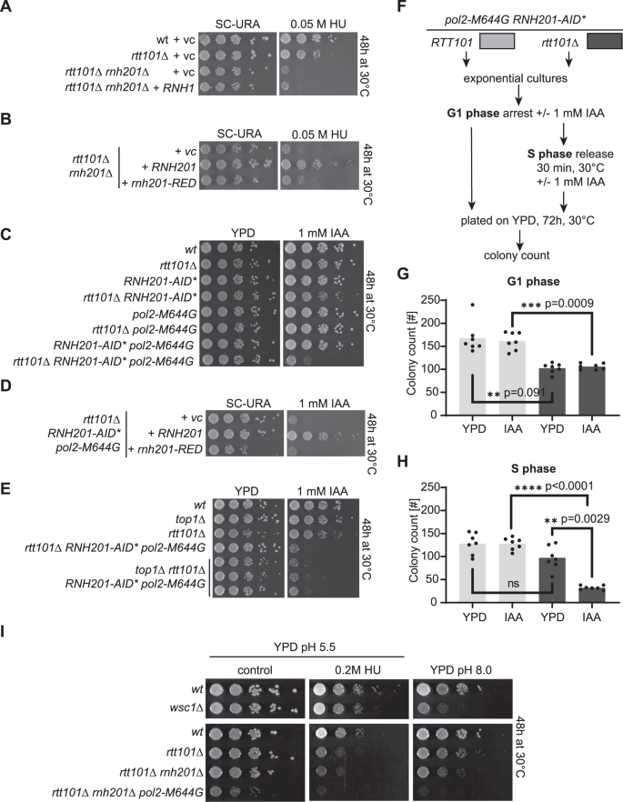 Fig. 3: Rtt101 becomes essential in S phase in a Top1-independent manner to overcome rNMP-derived toxicity.