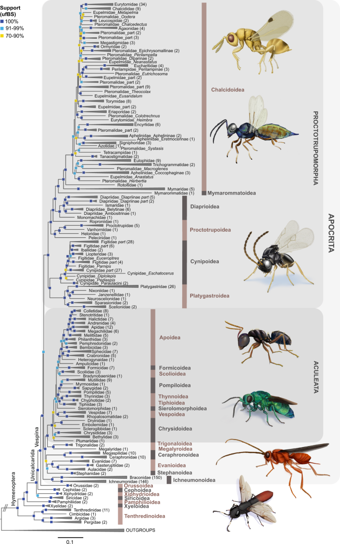 journal of hymenoptera research figure 1