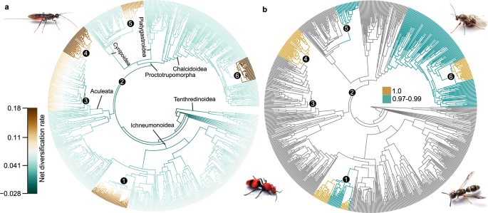 journal of hymenoptera research figure 3