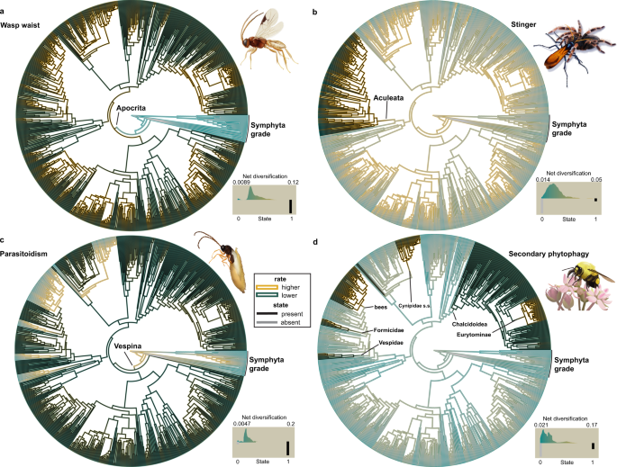 Key innovations and the diversification of Hymenoptera | Nature  Communications