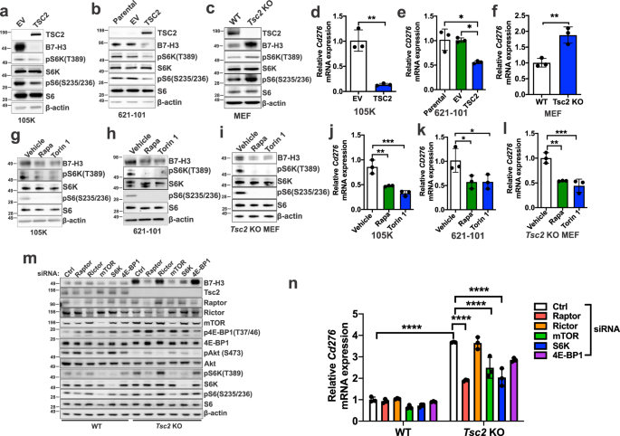 Fig. 2: B7-H3 expression is regulated by mTORC1.