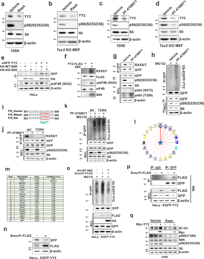 Fig. 4: YY2 is a downstream target of the mTORC1/S6K signaling axis and is ubiquitinated by Smurf1.