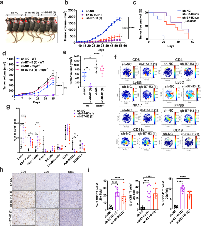 Fig. 5: Suppression of Tsc2-null tumor growth by inhibiting B7-H3 requires an intact adaptive immune system.