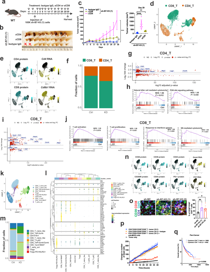 Fig. 7: Suppression of B7-H3 increases intratumoral cytotoxic CD38+CD39+CD4+ T cells.