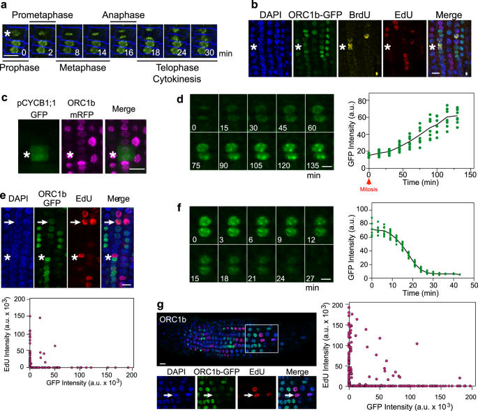 Fig. 2: ORC1b dynamics during the cell cycle.