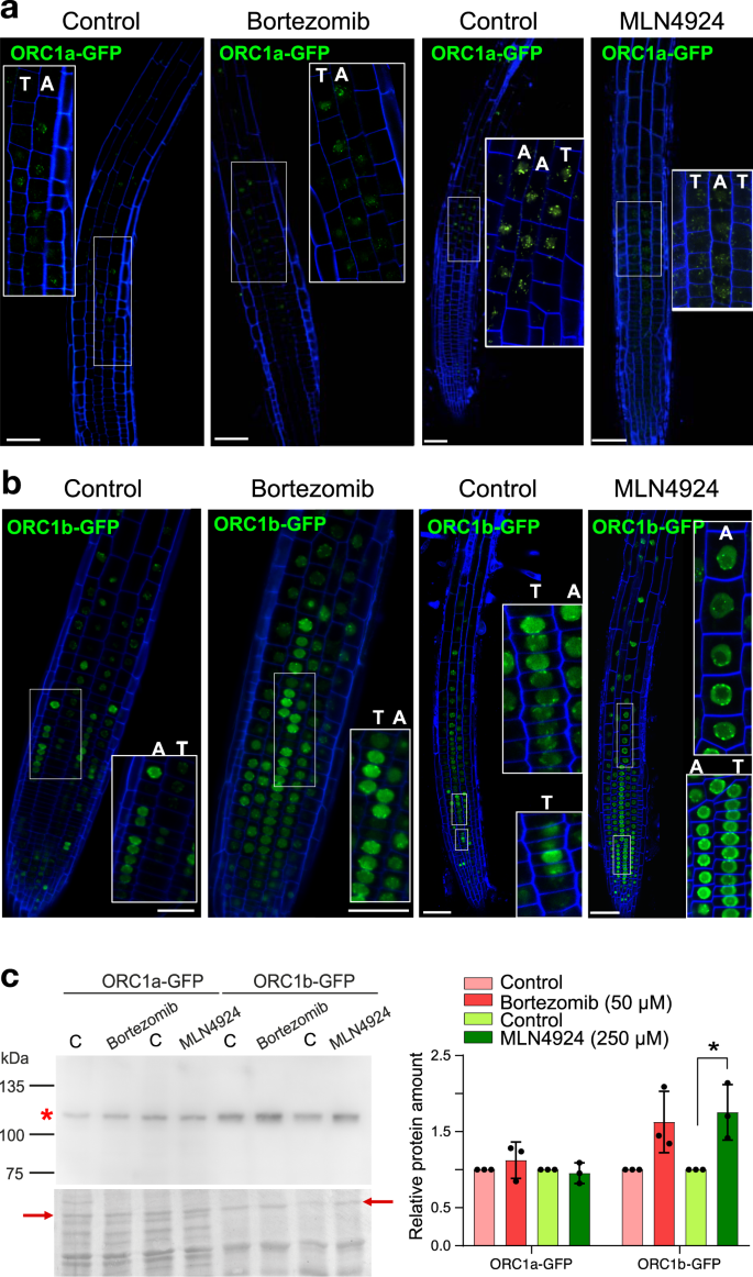 Fig. 3: ORC1b is targeted for ubiquitin-mediated proteasome degradation.