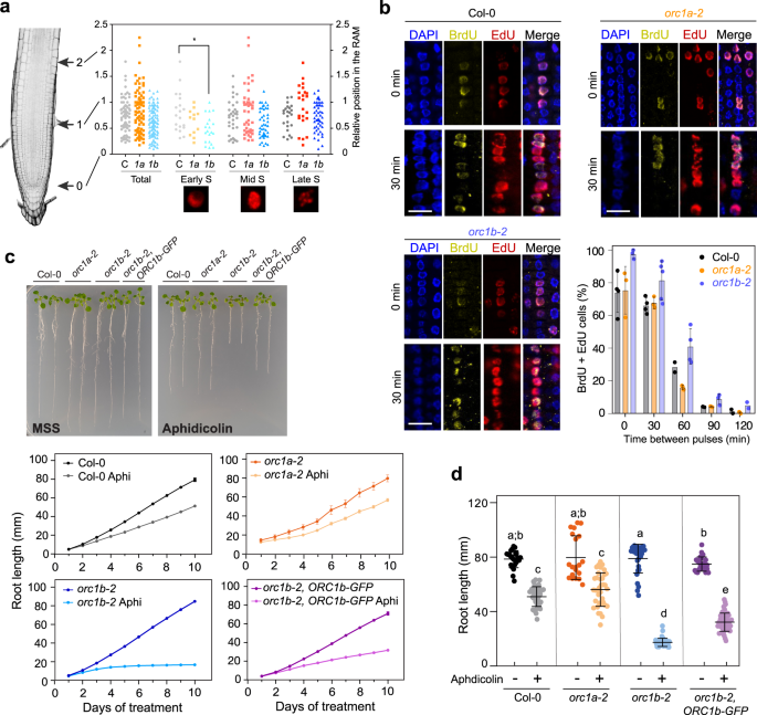 Fig. 4: ORC1b is required for S-phase progression under normal and DNA replication stress conditions.