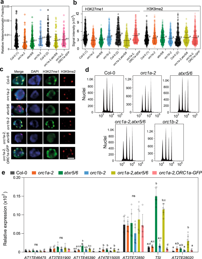 Fig. 5: Role of ORC1a in the maintenance of H3K27me1 mark in heterochromatin.