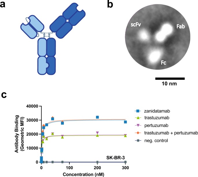 Fig. 1: Zanidatamab is a biparatopic anti-HER2 Ab that binds HER2-expressing tumor cells with greater Ab saturation than trastuzumab or pertuzumab.