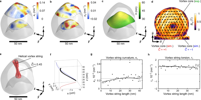 Fig. 3: Experimental and micromagnetic investigation of a permalloy nanocap.