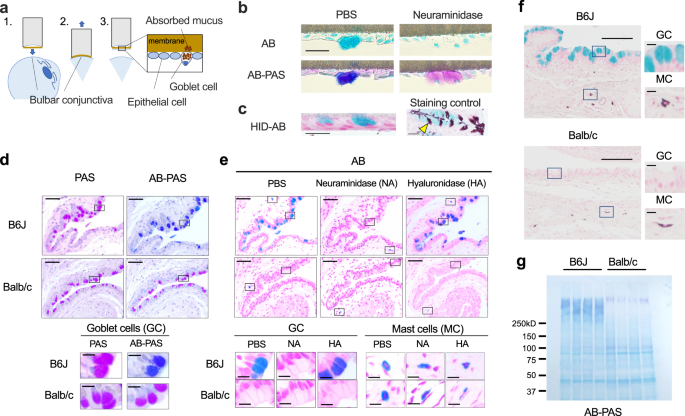 Fig. 1: Conjunctival goblet cell mucus of humans and C57BL/6 J mice, but not that of Balb/c mice, is sialylated in the steady state.