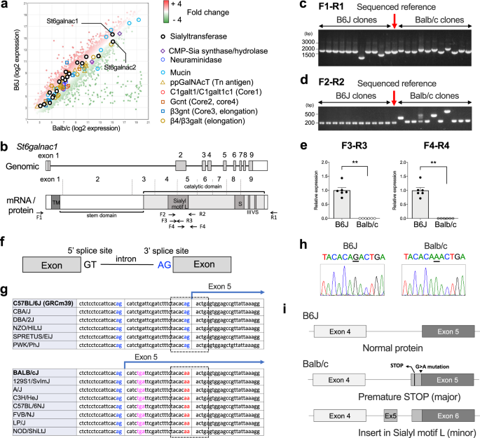 Fig. 2: Aberrant splicing disrupts sialyl motif of St6galnac1 in Balb/c mice.
