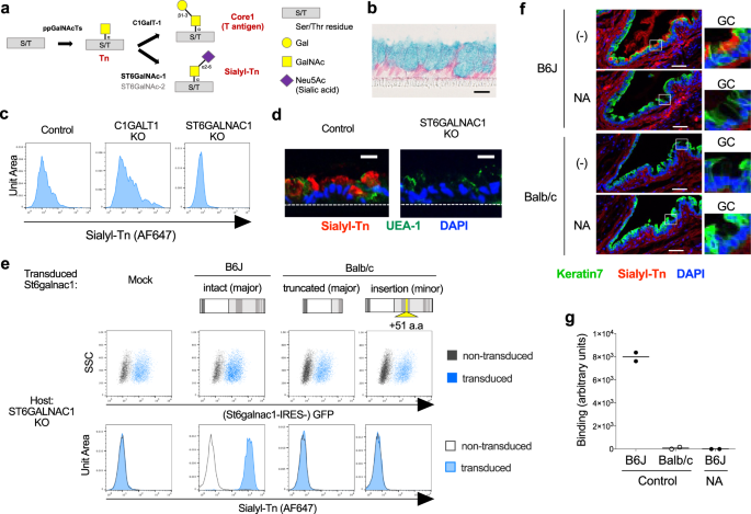 Fig. 3: Defective St6galnac1 activity in Balb/c goblet cells.