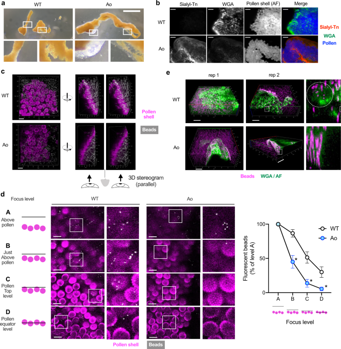 Fig. 5: Sialylated mucins encapsulate pollens with an impenetrable layer.