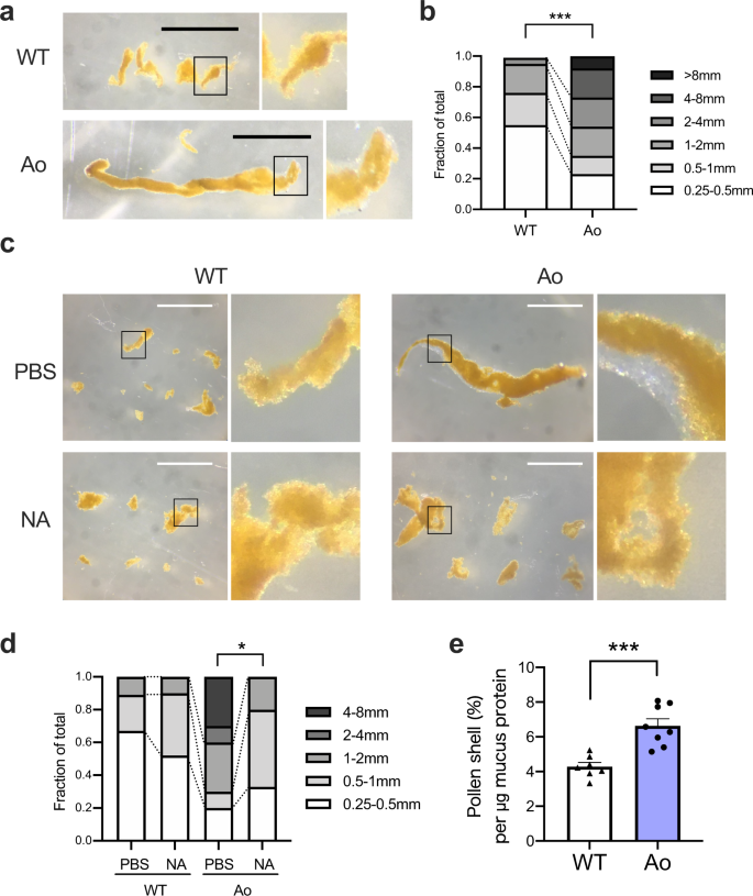 Fig. 6: Sialylation is required for the efficient entrapment of pollen shells.